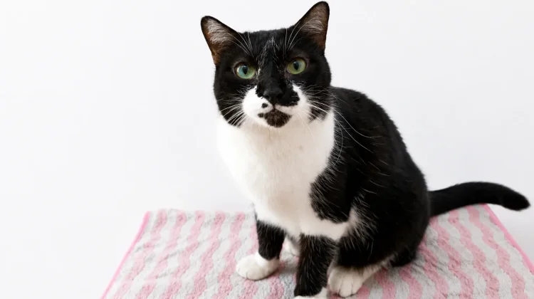 Apakah Kucing Benar-Benar Mengerti saat Diajak Ngobrol Pemiliknya?