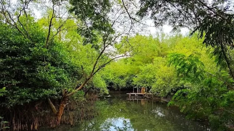 Hari Mangrove Sedunia, Aktivis Lingkungan Ajak Masyarakat Lestarikan Mangrove