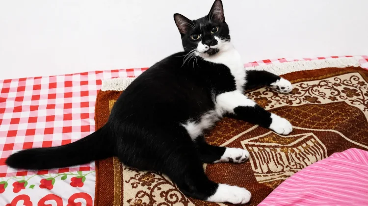 Mengapa Kucing Suka Berada di Dekat Orang yang Sedang Ibadah? Begini Penjelasannya