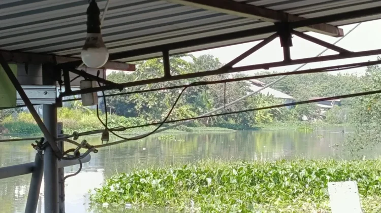 Aduan Warga Soal Eceng Gondok di Kali Brantas, DLH Koordinasikan Penanganan