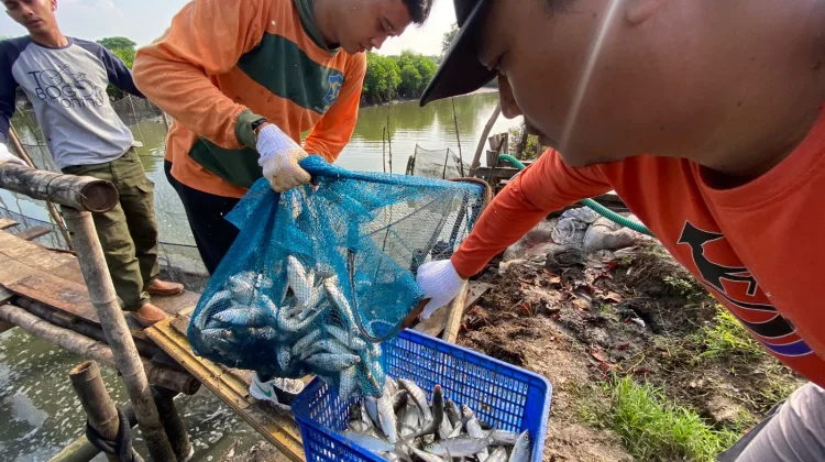 Pemkot Surabaya Kampanyekan Diversifikasi Protein lewat Konsumsi Ikan