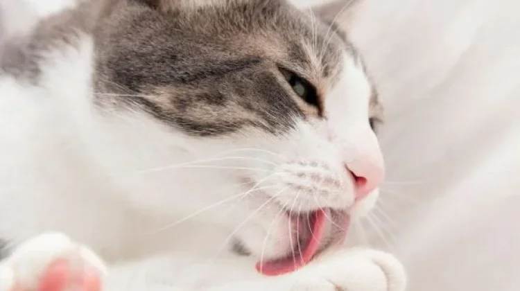 Kucing Suka Menjilat Tubuh Pemilik, Apakah Ungkapan Tanda Sayang?