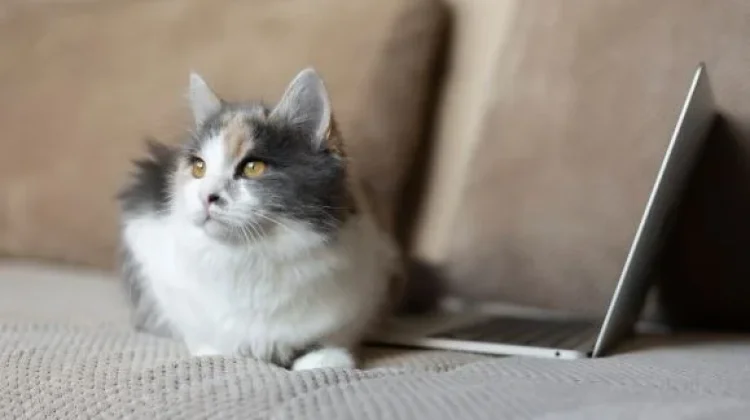 Kenapa Kucing Peliharaan Sering Tidur di Atas Laptop atau Keyboard?