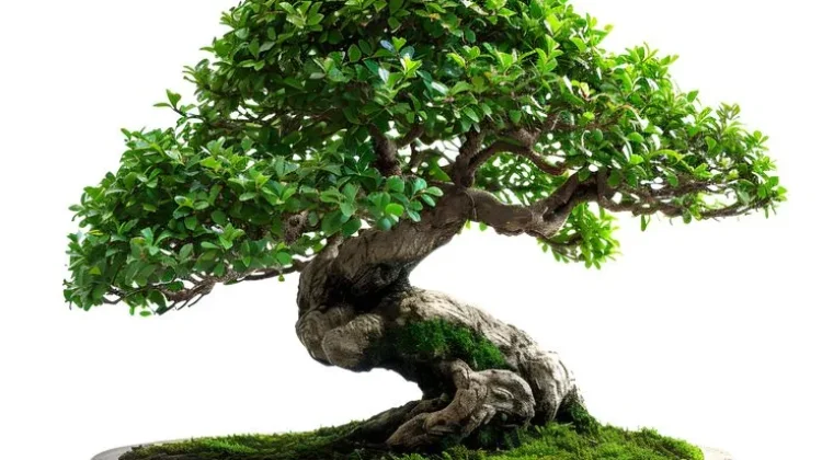 Dari Seni Kuno hingga Hobi Mendunia, Inilah Sejarah Bonsai