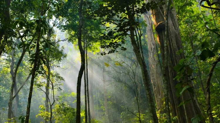 Hutan Indonesia, Menara Air yang Jarang Disadari
