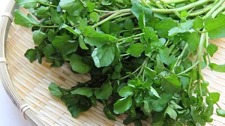 Selada Air, Sayur Unik Asal Eropa yang Jadi Gorengan Populer