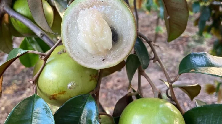 Buah Kenitu, Si Manis & Unik