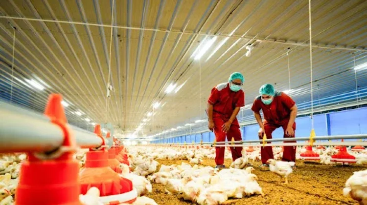 McDonald’s Ungkap Standar Kualitas Ayam Krispy McD