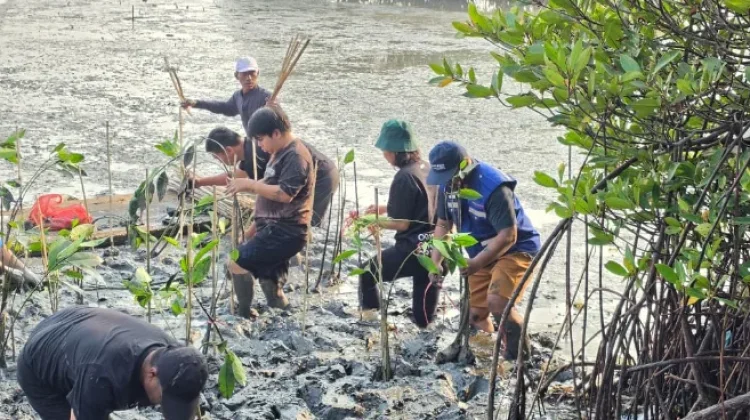 TPS bersama DLH Tanam 3000 Bibit Mangrove sebagai Upaya Pelestarian