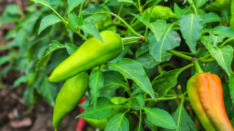 Daun Cabai ternyata Kaya Manfaat, Bukan Sekadar Pelengkap Masakan