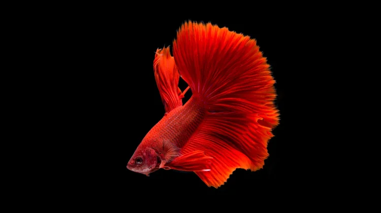 Kenali Lima Jenis Ikan yang Bersifat Invasif