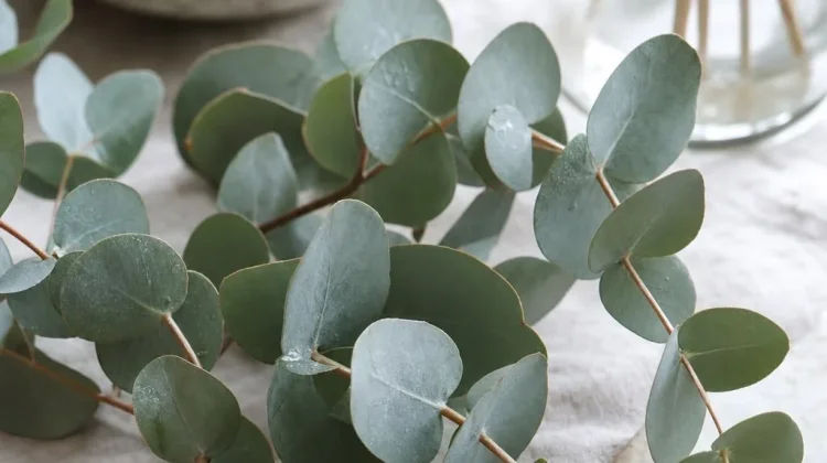Lima Tips Merawat Eucalyptus agar Tumbuh Subur