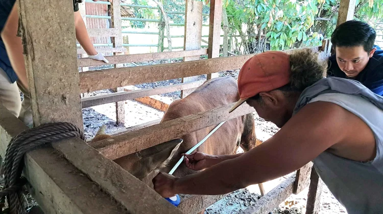 TEP UNAIR Dorong Pemanfaatan Limbah Sawit untuk Pakan Sapi