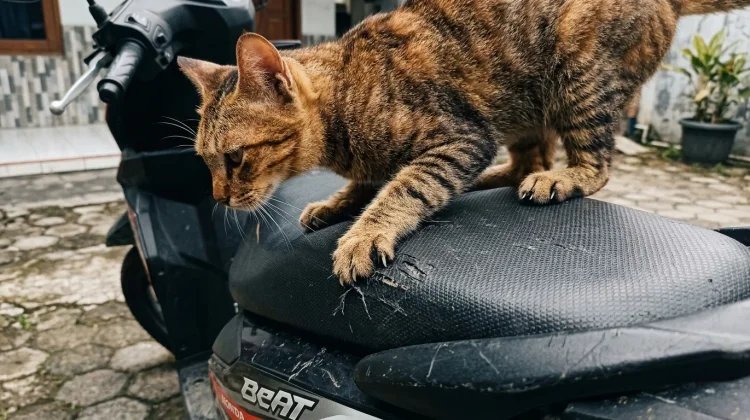 Kenapa Kucing Suka Sekali Mencakar Sofa dan Jok Motor