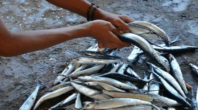 Ikan Roa, Ikan Khas Sulawesi Utara yang Lezat dan Kaya Cita Rasa