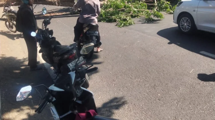 Angin Kencang, Pohon di Sisi Ruas Sidoarjo Gedangan Tumbang
