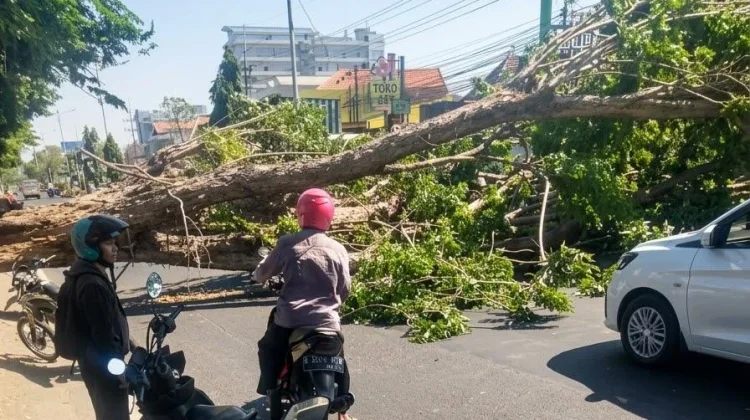 Pohon Tumbang di Gedangan, Lukai Dua Pemotor