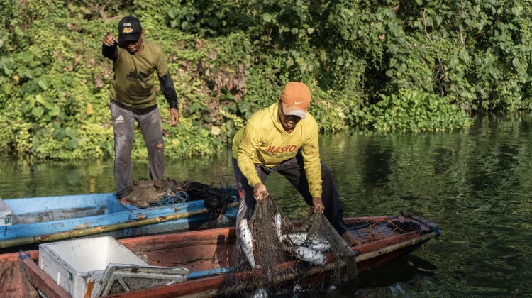 Ikan Betina Dominan, Ekosistem Kali Surabaya Kian Terancam