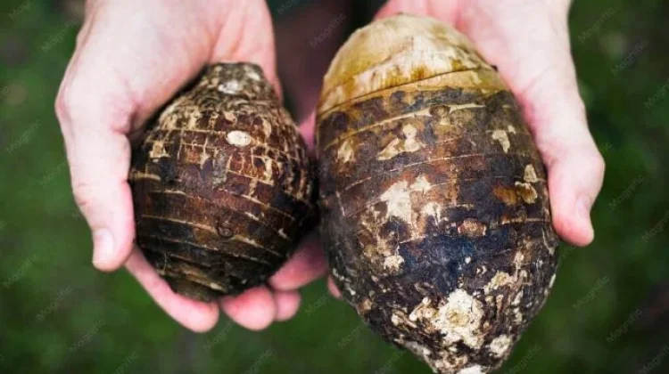Kimpul vs Talas: Serupa, tetapi ternyata Bukan Umbi yang Sama
