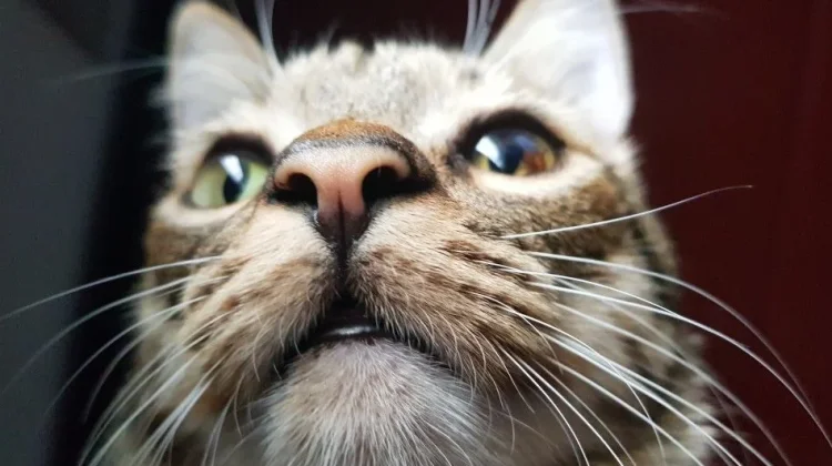 Kumis Kucing Tidak Boleh Dipotong Sembarangan