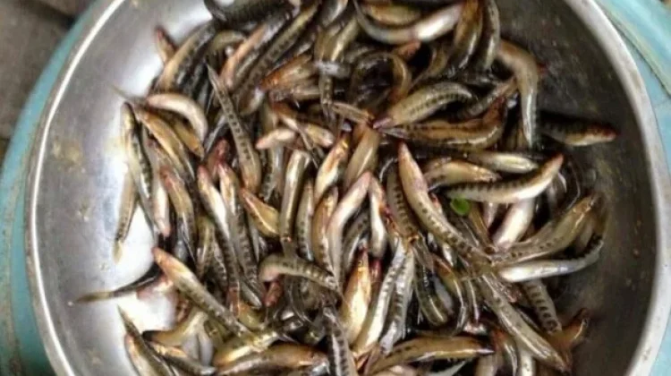 Ikan Uceng, Ikan Endemik Air Tawar Khas Jawa