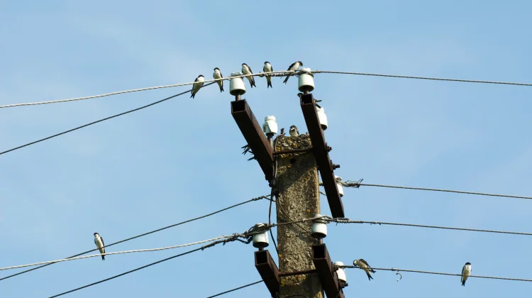 Bukan Kebal Listrik, Ini Rahasia Burung Bisa Bertengger di Kabel