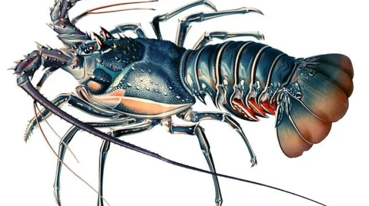Unik dan Bernilai Ekonomi, Mengulik Kehidupan Udang Mantis