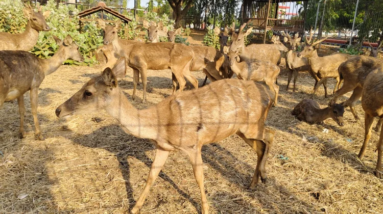 Pak Ahmad dan Rumput Pagi untuk Rusa Timor