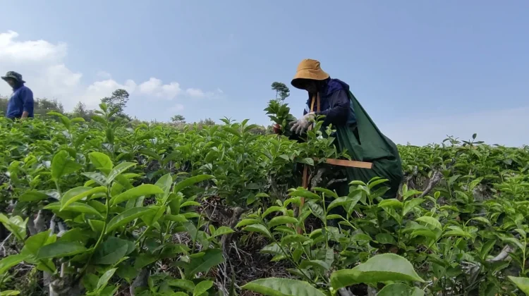 Teh Gambyong Kemuning Terus Tumbuh, Produksi Kini Capai 6 Ton per Bulan