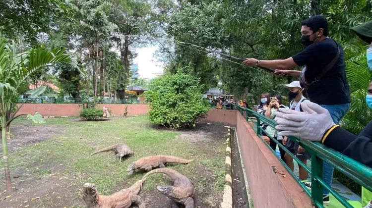 PDTS Siapkan Restocking Komodo ke Habitat Asli