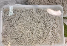 Jenis-jenis Ikan Teri, Si Kecil Kaya Manfaat