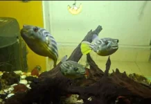 Unik dan Ekspresif, "Puffer Fahaka" Jadi Primadona Akuarium