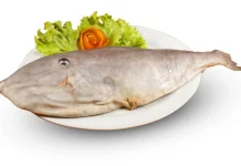 Ikan Sukang, Si Kulit Tebal Penuh Cita