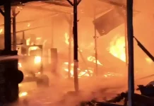 Kandang Terbakar, Ribuan Ayam Pedaging Terpanggang