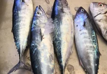 Ikan Tuna dan Ikan Tongkol, Kenali Perbedaannya
