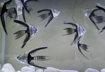 Hobi Unik Manfish Black White Cantik