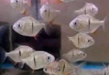 Demam Ikan Koin Amazon Serbu Surabaya