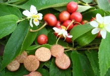 Buah Kersen, Tanaman Liar Kaya Manfaat