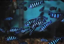 Memikat Hobiis, Ikan Hias Chindongo demasoni Semakin Digemari Pecinta Akuarium