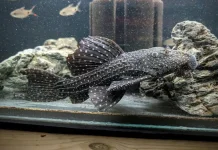 Menjelajahi Pesona Ikan Hias Eksotik Pseudacanthicus sp. L97: Tantangan & Keindahan
