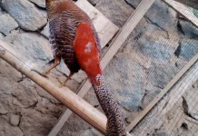 Demam Golden Pheasant Kian Digemari Surabaya