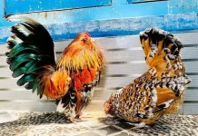 Ayam Janggut Belgia Makin Diburu Penghobi