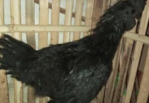 Pesona Hitam Legam Ayam Cemani, Jadi Primadona Hobi di Pasar Surabaya