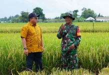 Pengadaan Bulog Jatim Serap 200 Ribu Ton Beras di Februari 2026