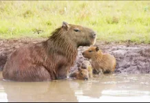 Benarkah Capybara Aman dari Buaya?