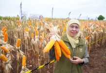 Jatim sebagai Produsen Jagung Terbesar secara Nasional