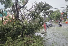 Hujan Deras Sejumlah Pohon di Jalan Surabaya Tumbang