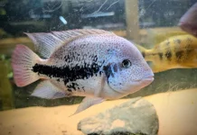 Hobi Siklid Paraneetroplus breidohri, Permata Eksotis Akuarium