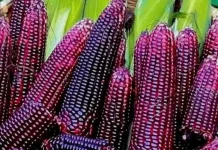 Jagung Merah yang Kaya Manfaat Bagi Kesehatan