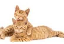 Ingin Kadar Stres Turun, Pelihara Hewan Bisa Jadi Pilihan